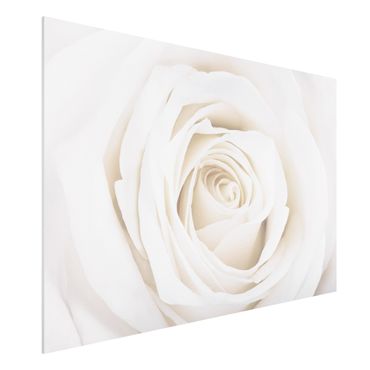 Quadros forex Pretty White Rose