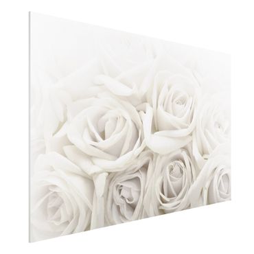 Quadros forex White Roses