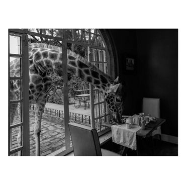 Telas decorativas Breakfast with Giraffe