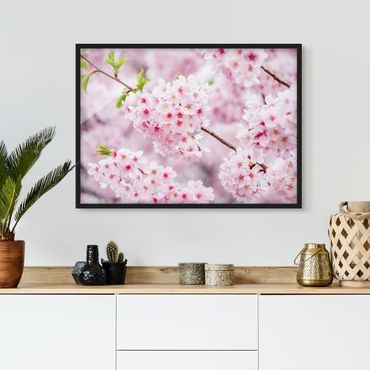 Quadros com moldura Japanese Cherry Blossoms
