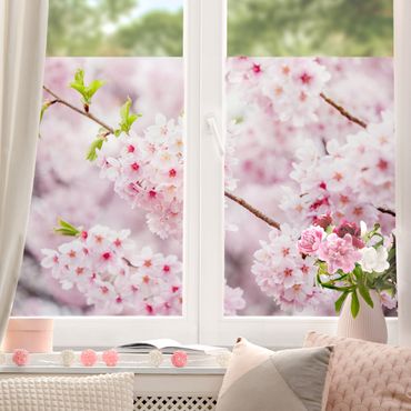 Péliculas para janelas Japanese Cherry Blossoms