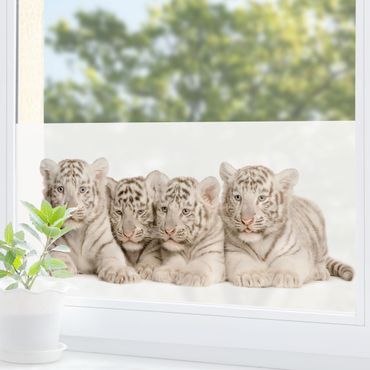 Péliculas para janelas Bengal Tiger Babies