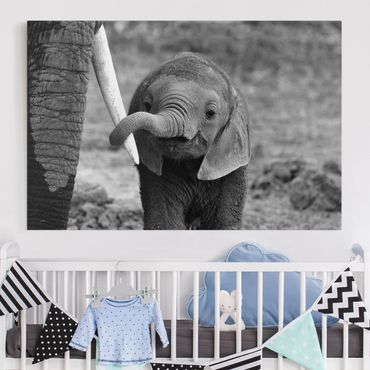 Telas decorativas Baby Elephant