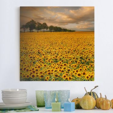 Telas decorativas Field With Sunflowers