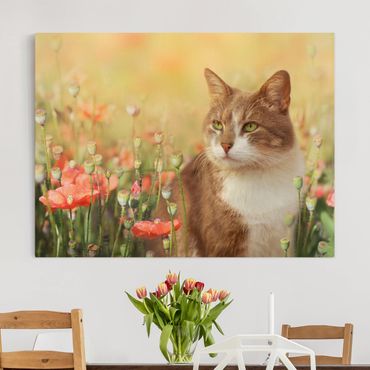 Telas decorativas Cat In A Field Of Poppies