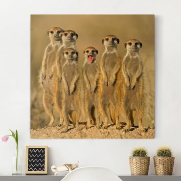 Telas decorativas Meerkat Family