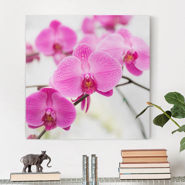 Telas decorativas Close-Up Orchid
