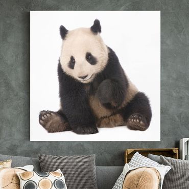 Telas decorativas Panda Paws