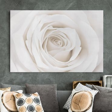 Telas decorativas Pretty White Rose