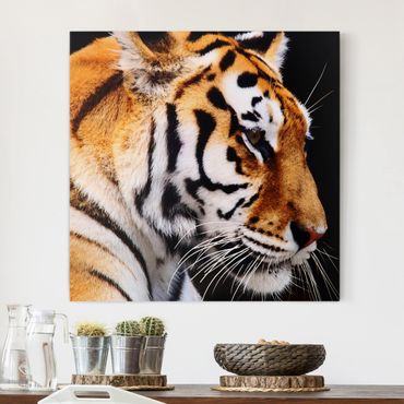 Telas decorativas Tiger Beauty