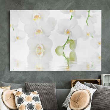 Telas decorativas Spa Orchid - White Orchid