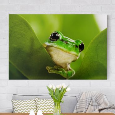 Telas decorativas Frog
