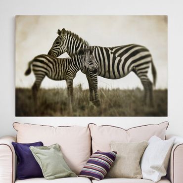 Telas decorativas Zebra Couple