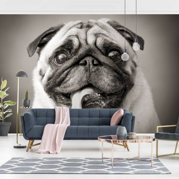 Mural de parede Funny Pug