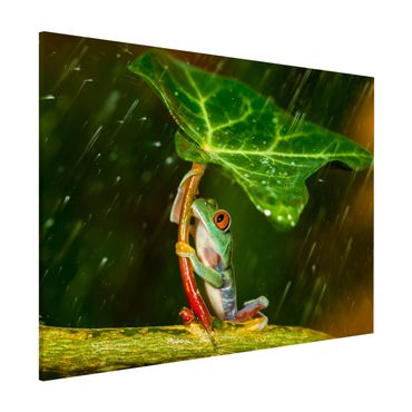 Quadros magnéticos Frog In The Rain