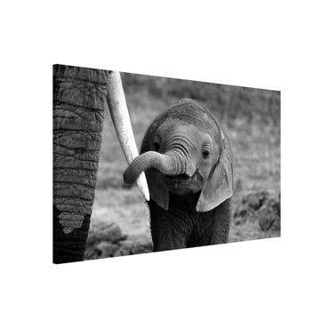 Quadros magnéticos Baby Elephant