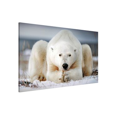 Quadros magnéticos Contemplative Polar Bear