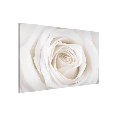 Quadros magnéticos Pretty White Rose