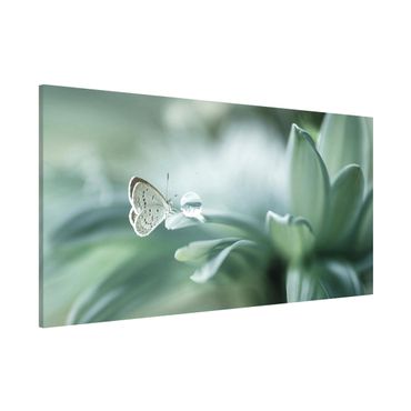 Quadros magnéticos Butterfly And Dew Drops In Pastel Green