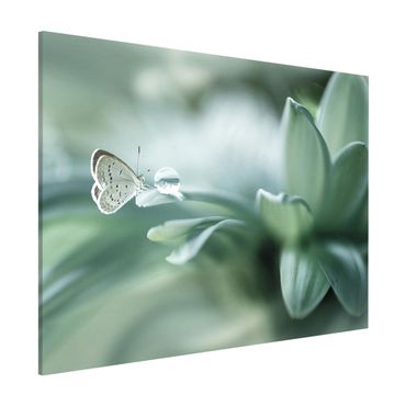 Quadros magnéticos Butterfly And Dew Drops In Pastel Green