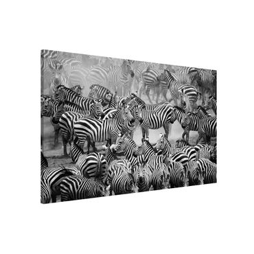Quadros magnéticos Zebra herd II
