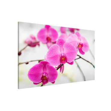 Quadros magnéticos Close-Up Orchid