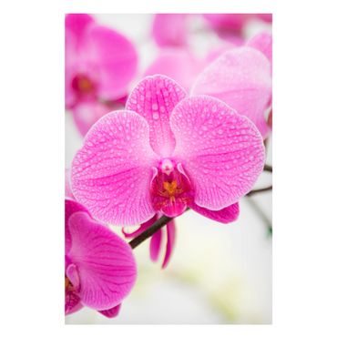 Quadros magnéticos Close-Up Orchid