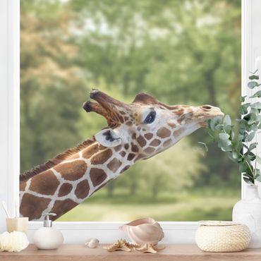 Autocolantes para vidros Searching giraffe