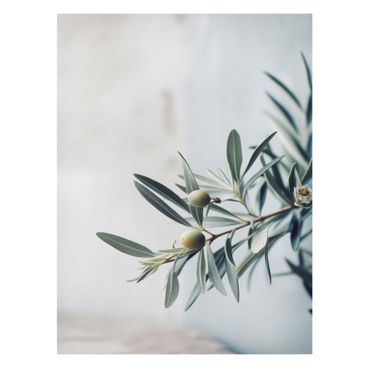 Telas decorativas Delicate olive branch in blossom