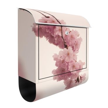 Caixas de correio Pale Pink Spring Flower With Bokeh