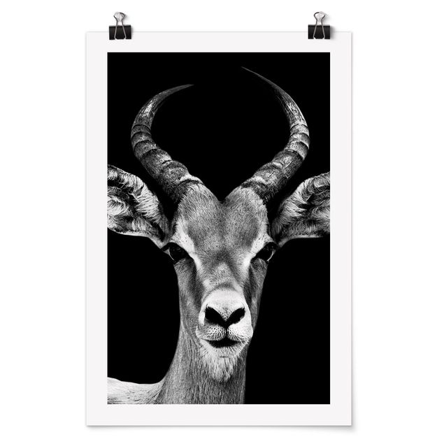 Quadros África Impala antelope black and white
