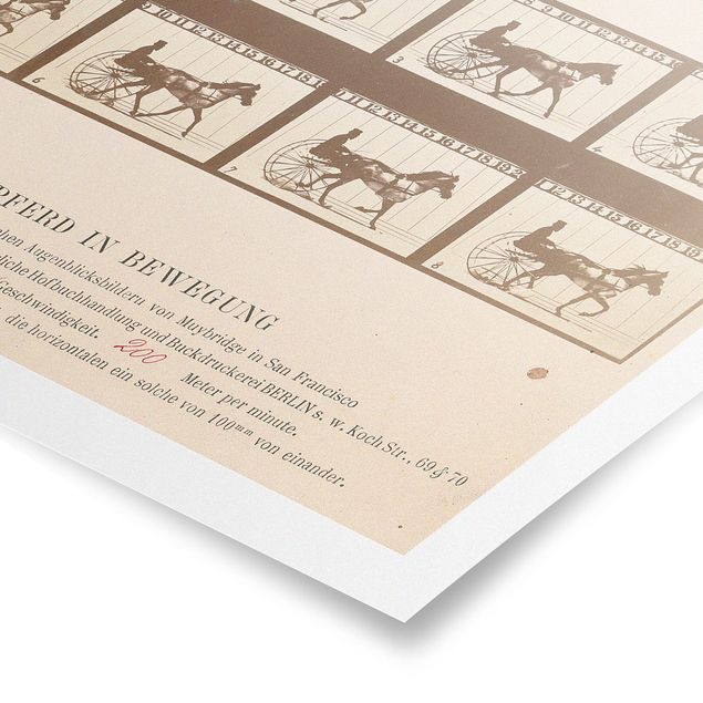 Posters vintage Eadweard Muybridge - The horse in Motion