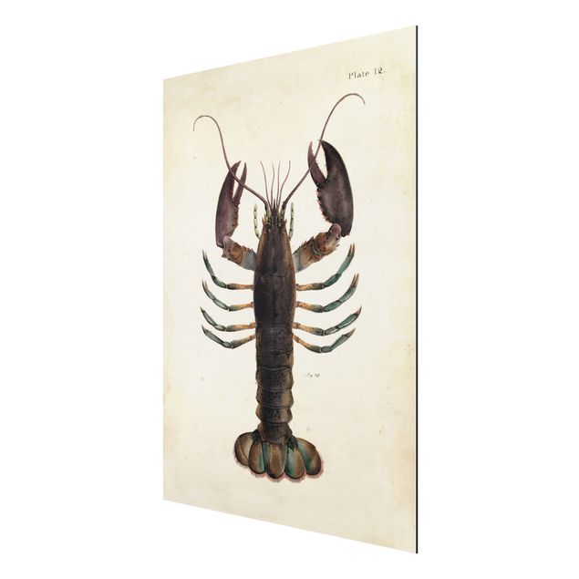 Quadros vintage Vintage Illustration Lobster