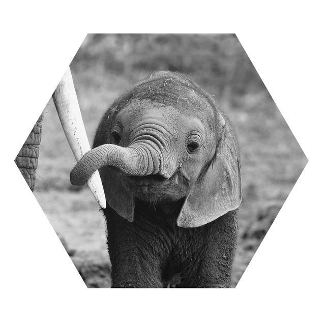 Quadros preto e branco Baby Elephant