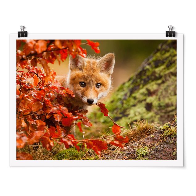 Posters flores Fox In Autumn