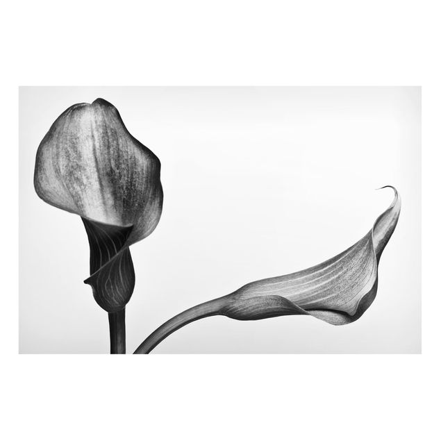 Quadros magnéticos flores Calla Close-Up Black And White