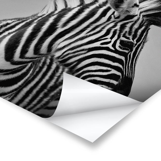 quadros em preto e branco Zebra Baby Portrait II