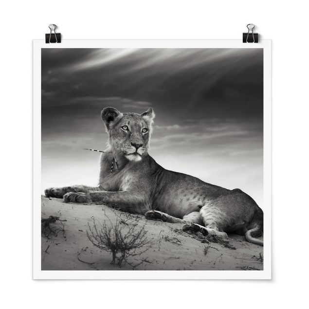 Posters em preto e branco Resting Lion