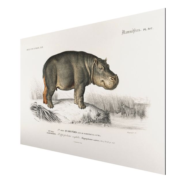 quadro com paisagens Vintage Board Hippo