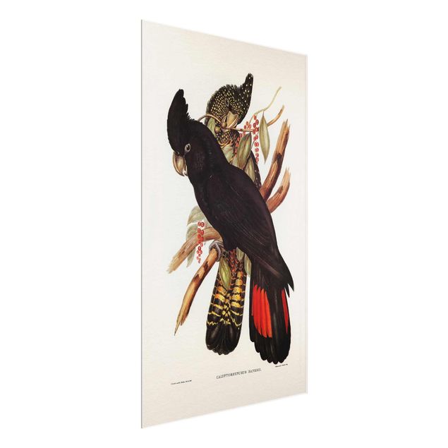 quadros de flores Vintage Illustration Black Cockatoo Black Gold