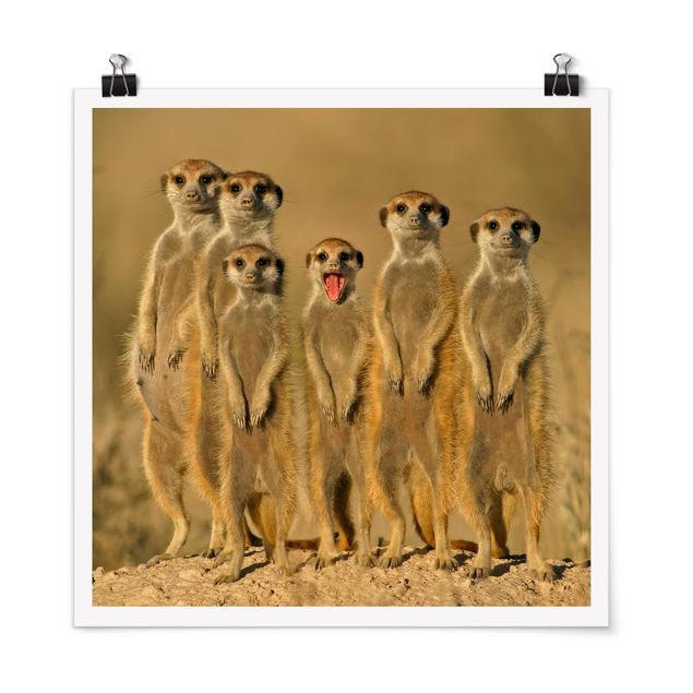 Posters animais Meerkat Family
