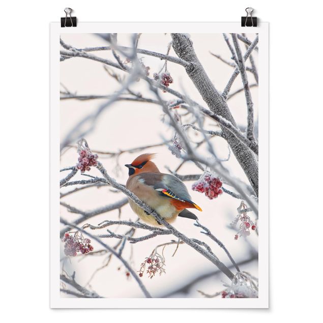 Posters animais Waxwing on a Tree