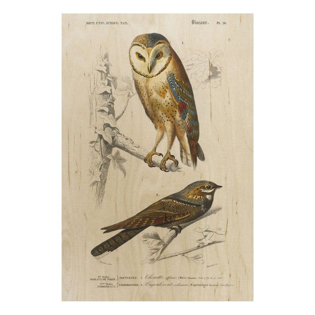 Quadros em madeira vintage Vintage Board Owl And Swallow