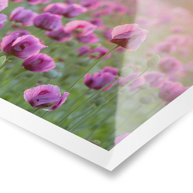 Quadros em lilás Purple Poppy Flower Meadow In Spring