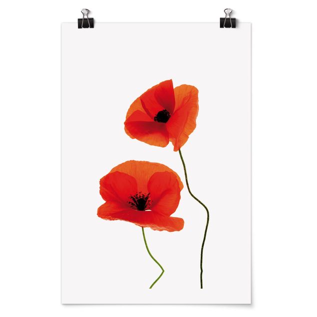 Posters flores Charming Poppies