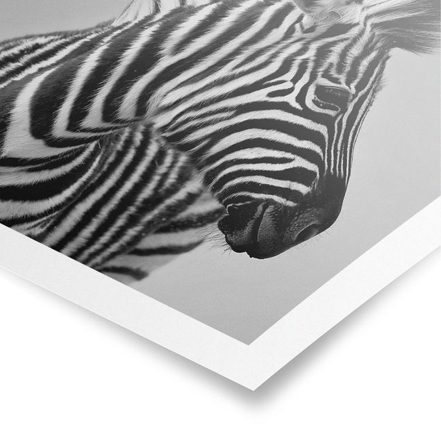 Posters animais Zebra Baby Portrait II