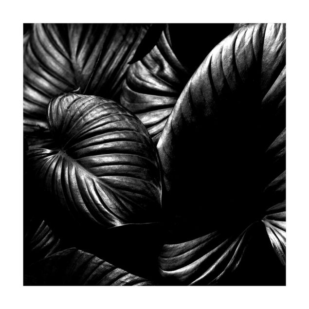 tapete branco preto Black And White Botany Hosta