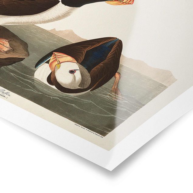 Posters animais Vintage Board Puffin II