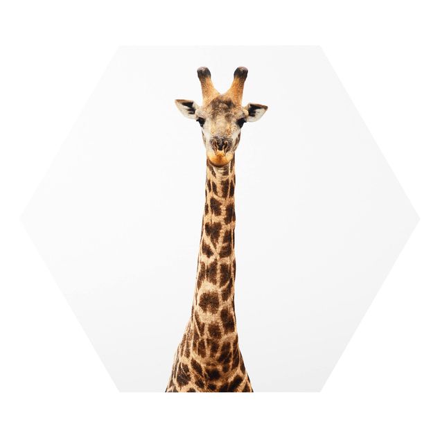 Quadros forex Giraffe head