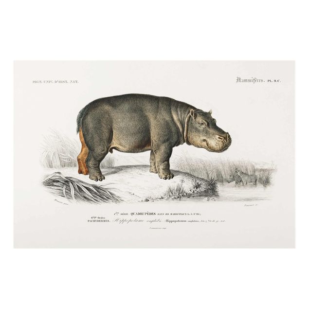 Quadros em vidro animais Vintage Board Hippo